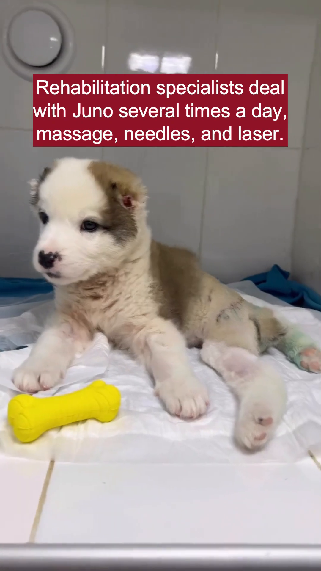 A puppy is being gently massaged by a person's hands.