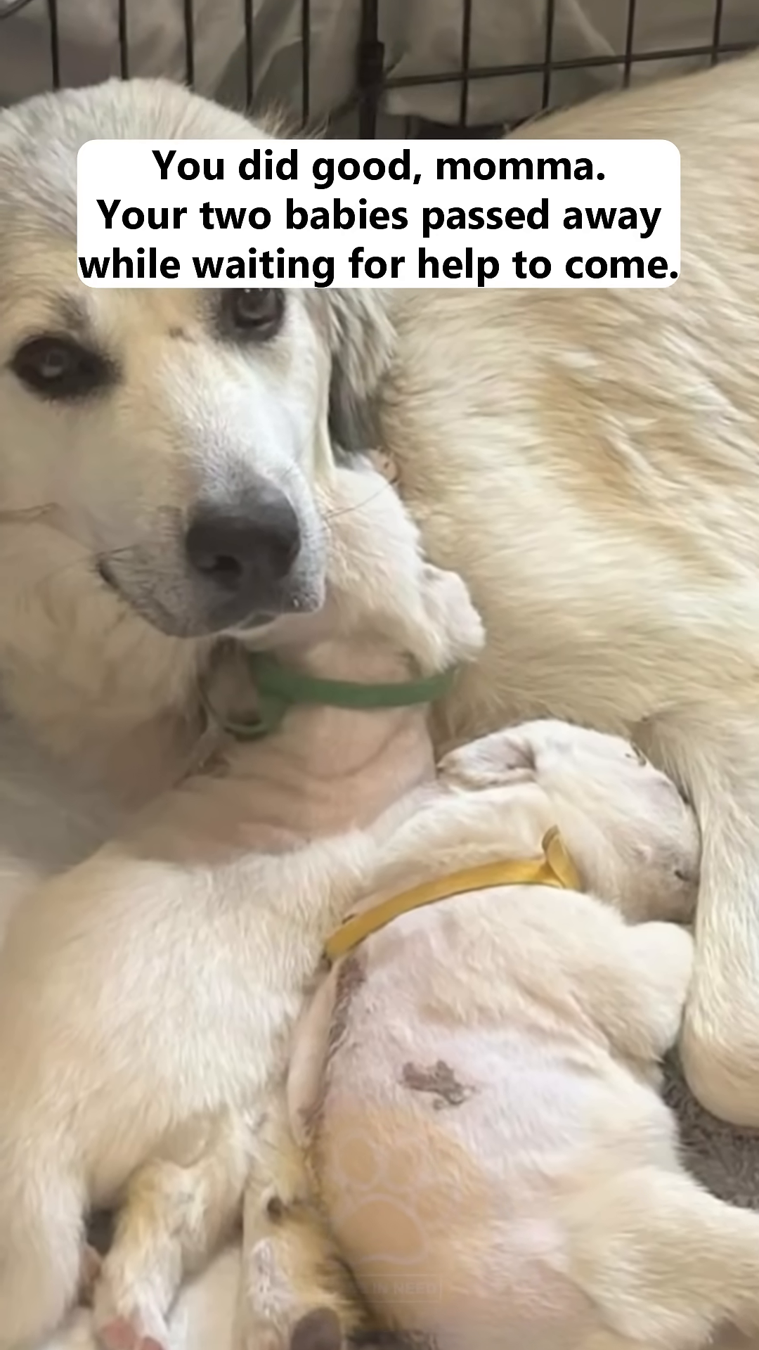 A somber shot of the mother dog with her remaining puppies, conveying a sense of loss and grief.