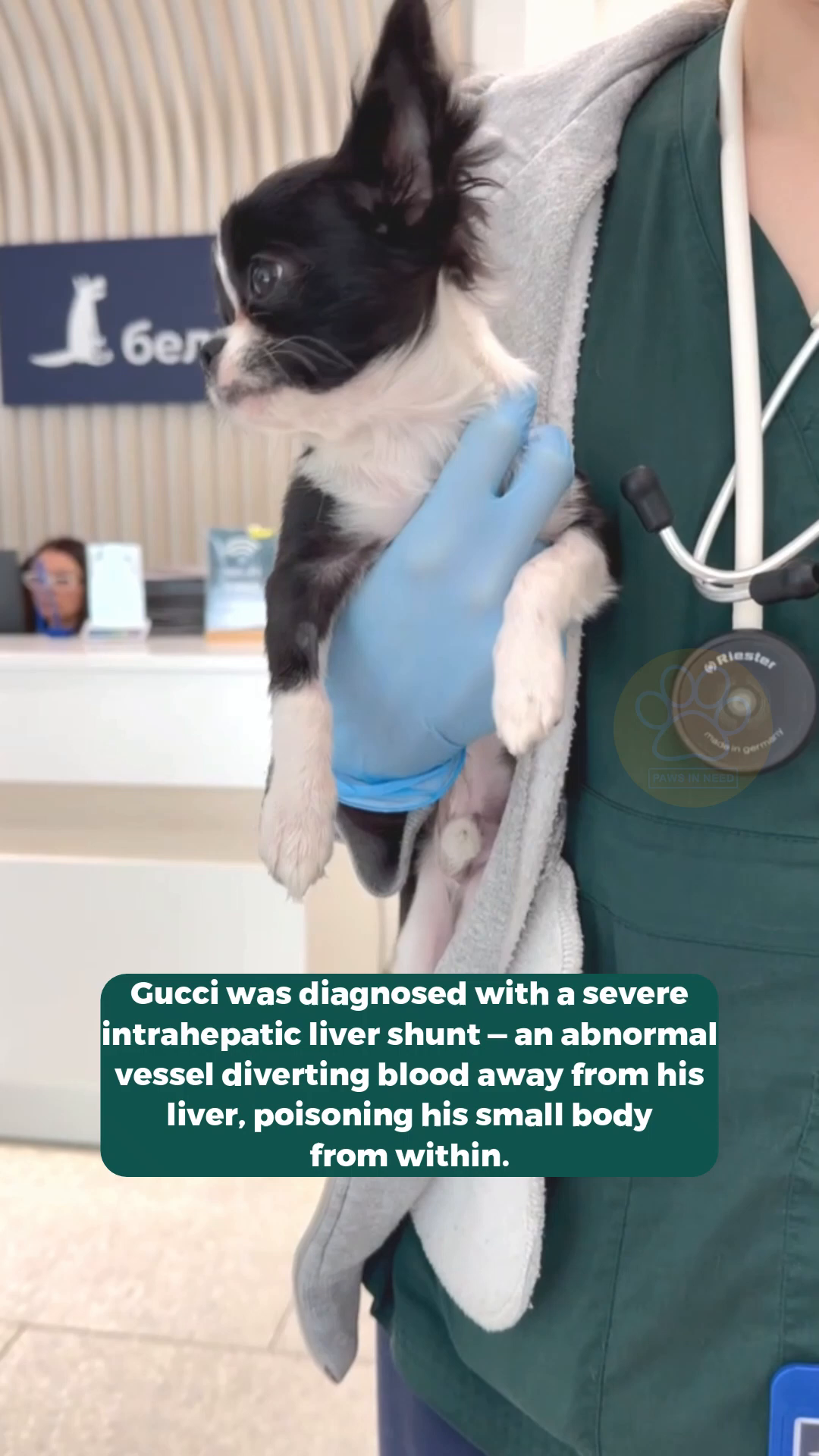 A veterinarian examines a small black and white puppy's head.