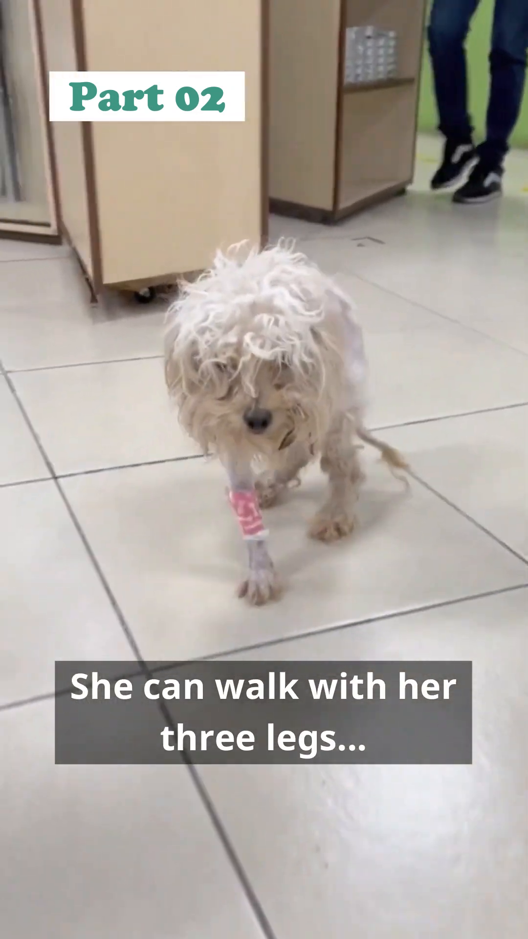 Little Tres walking tentatively on her three legs, showing determination.