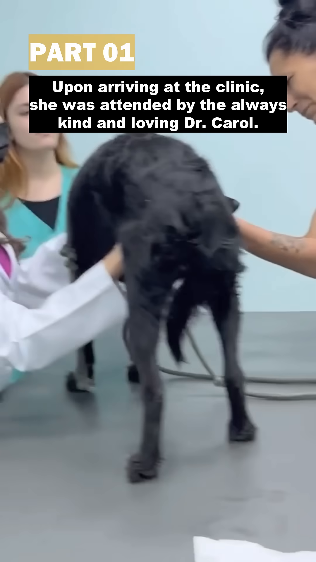 Nutella, looking scared and unwell, is examined by a veterinarian.