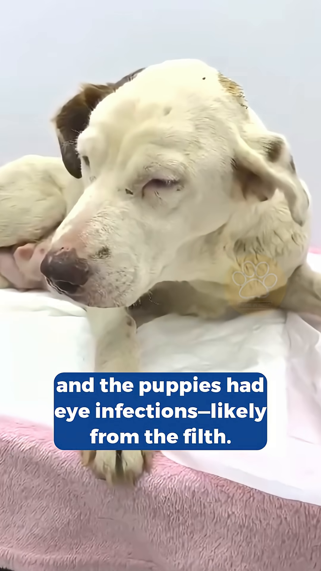Regina and her puppies are now in a clean, safe environment, with the mother dog resting peacefully.