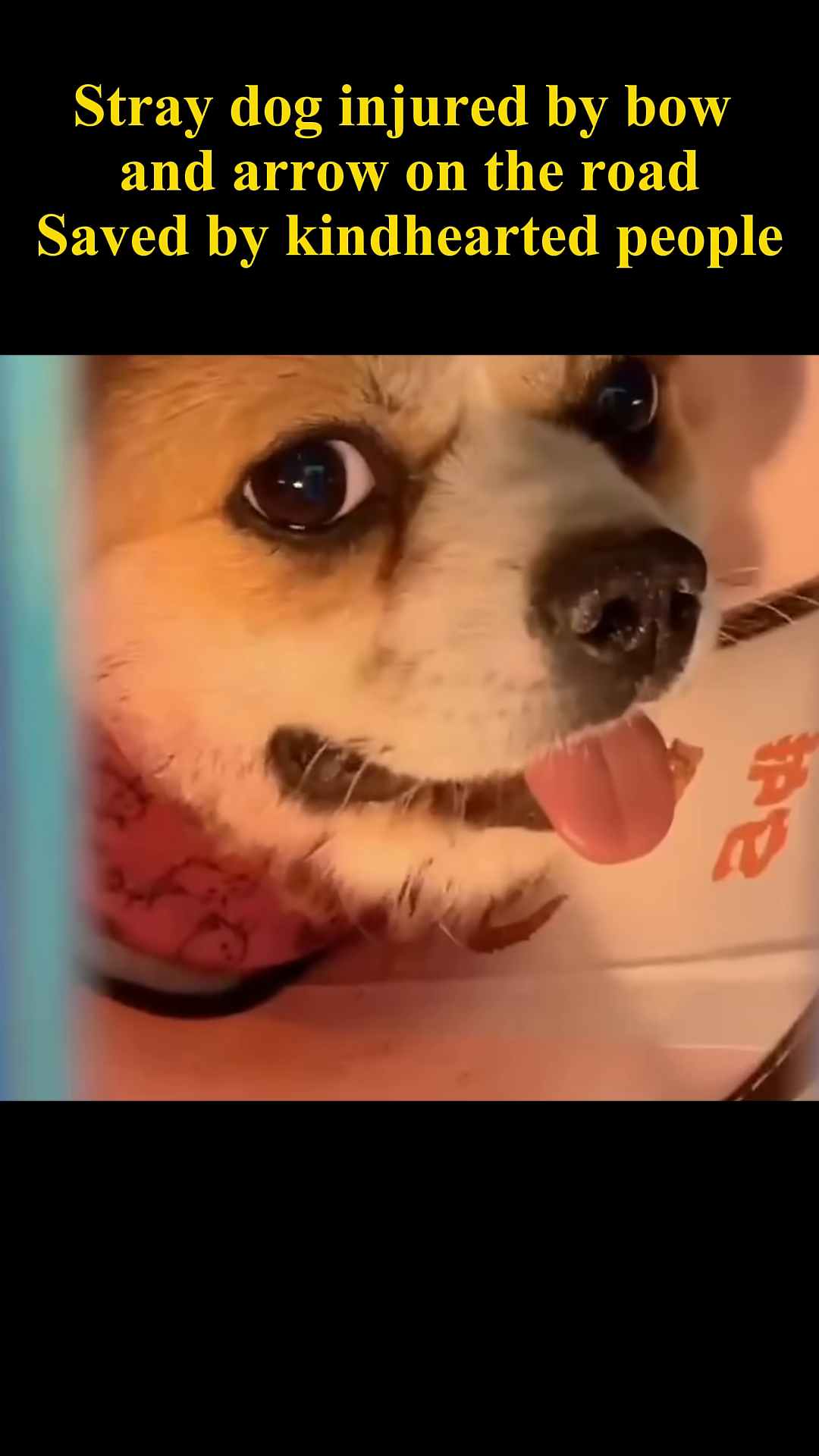 The dog rests on a medical table, connected to monitoring equipment.