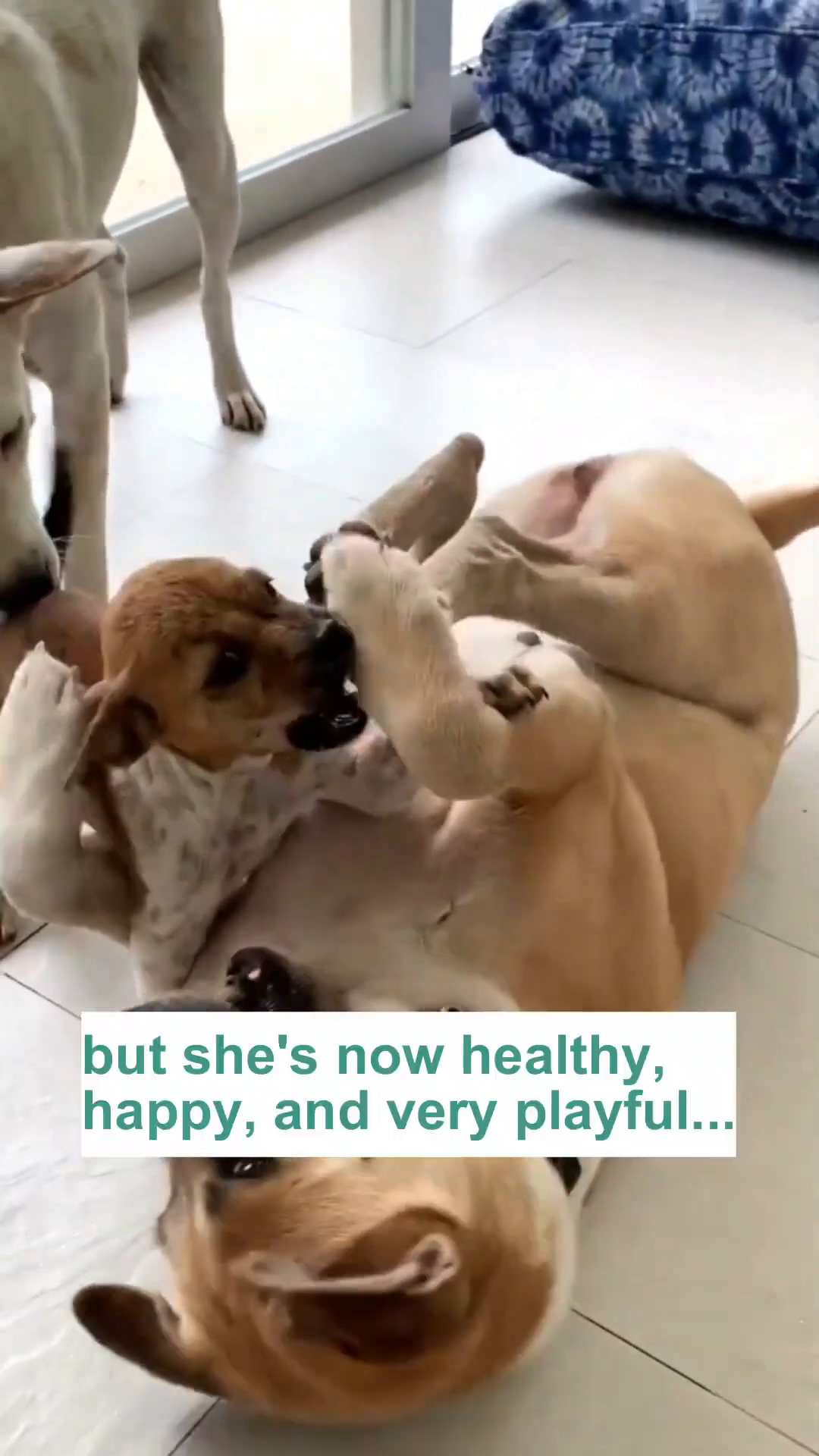 The puppy is playfully tumbling and interacting with larger dogs, looking happy and energetic.