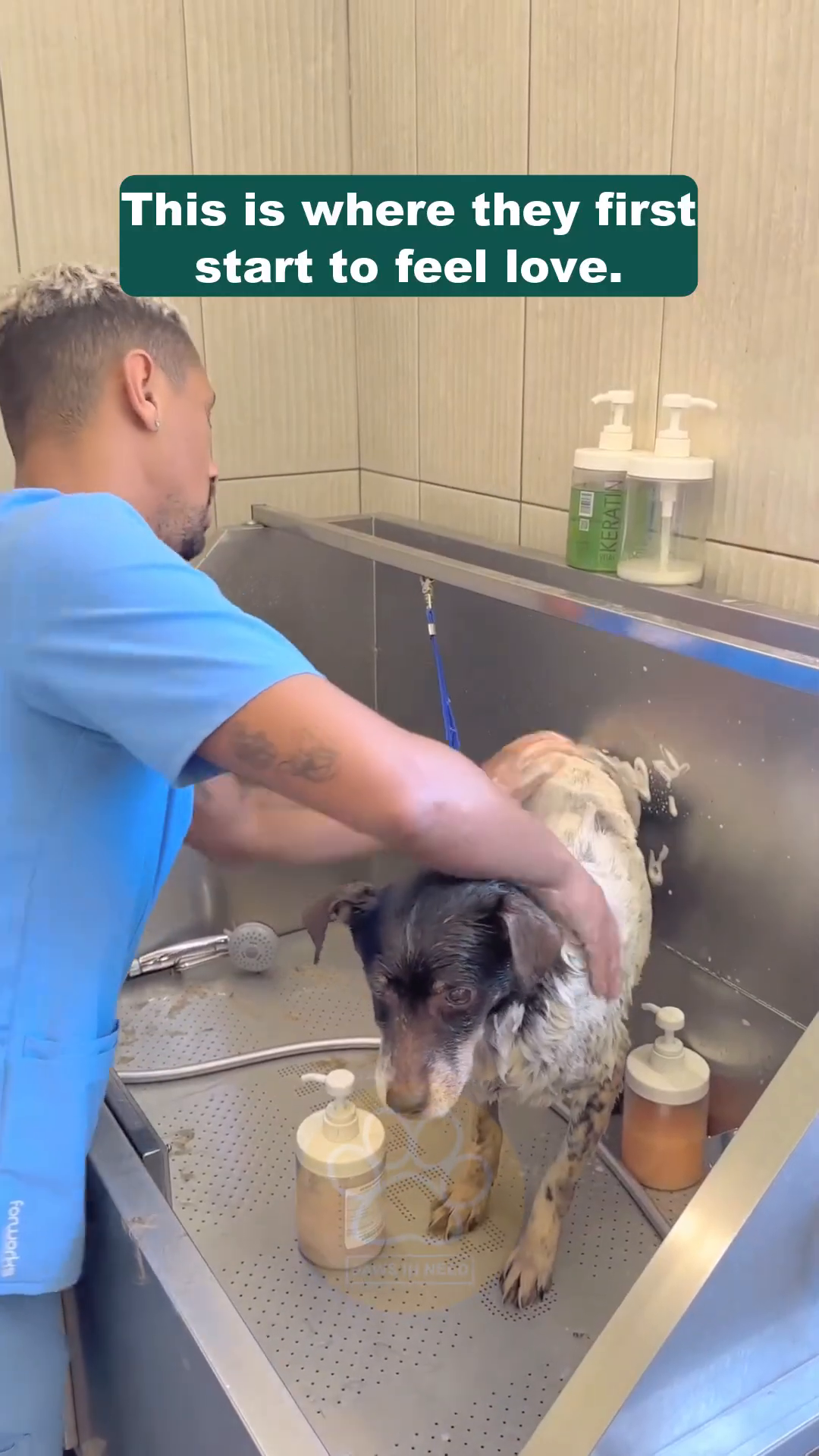 A groomer gently washes Brownie's face, his eyes showing a hint of relief.