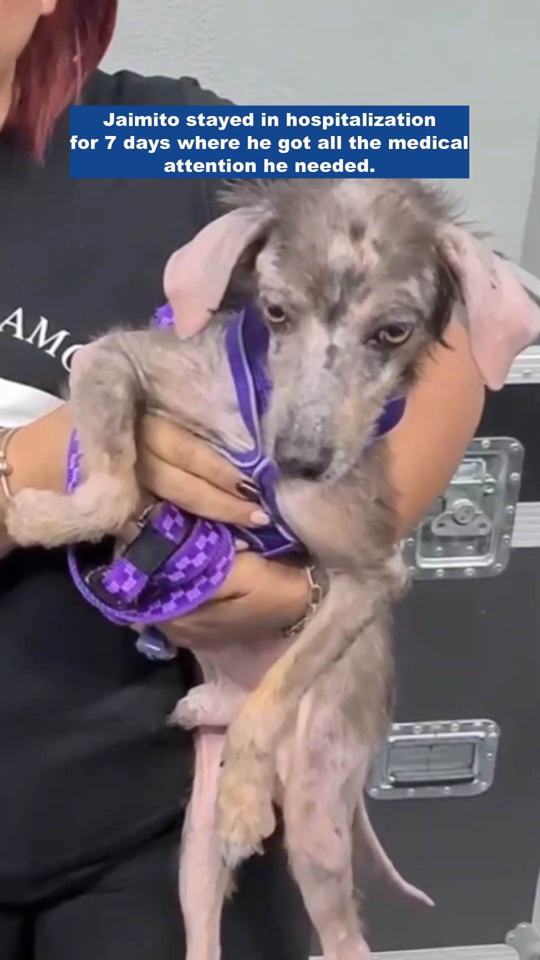 Jaimito, wearing a purple harness, is held by a person, looking frail but alert.