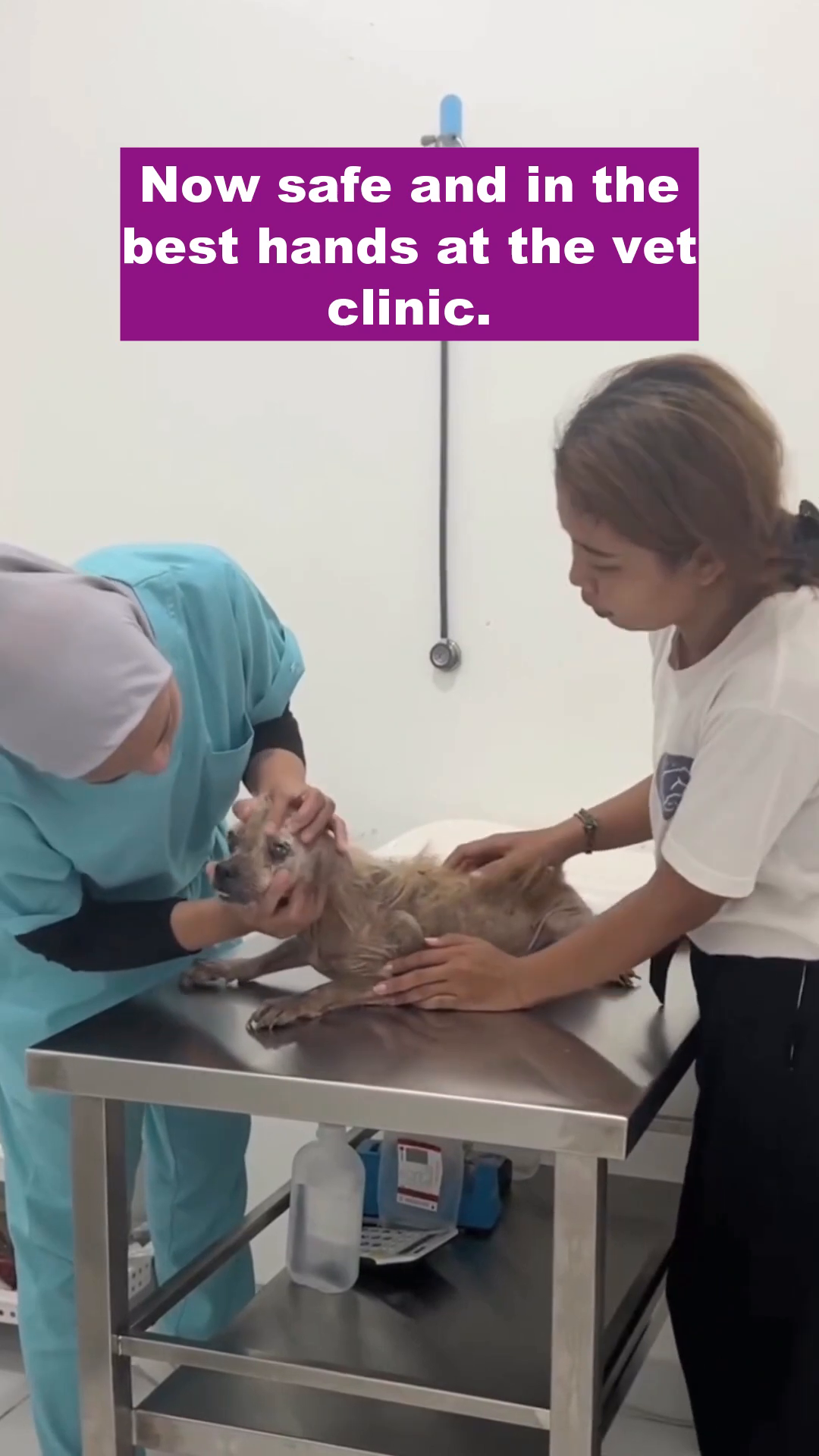 Afie lies on an examination table at the vet clinic, looking frail and unwell, as a veterinarian examines him.