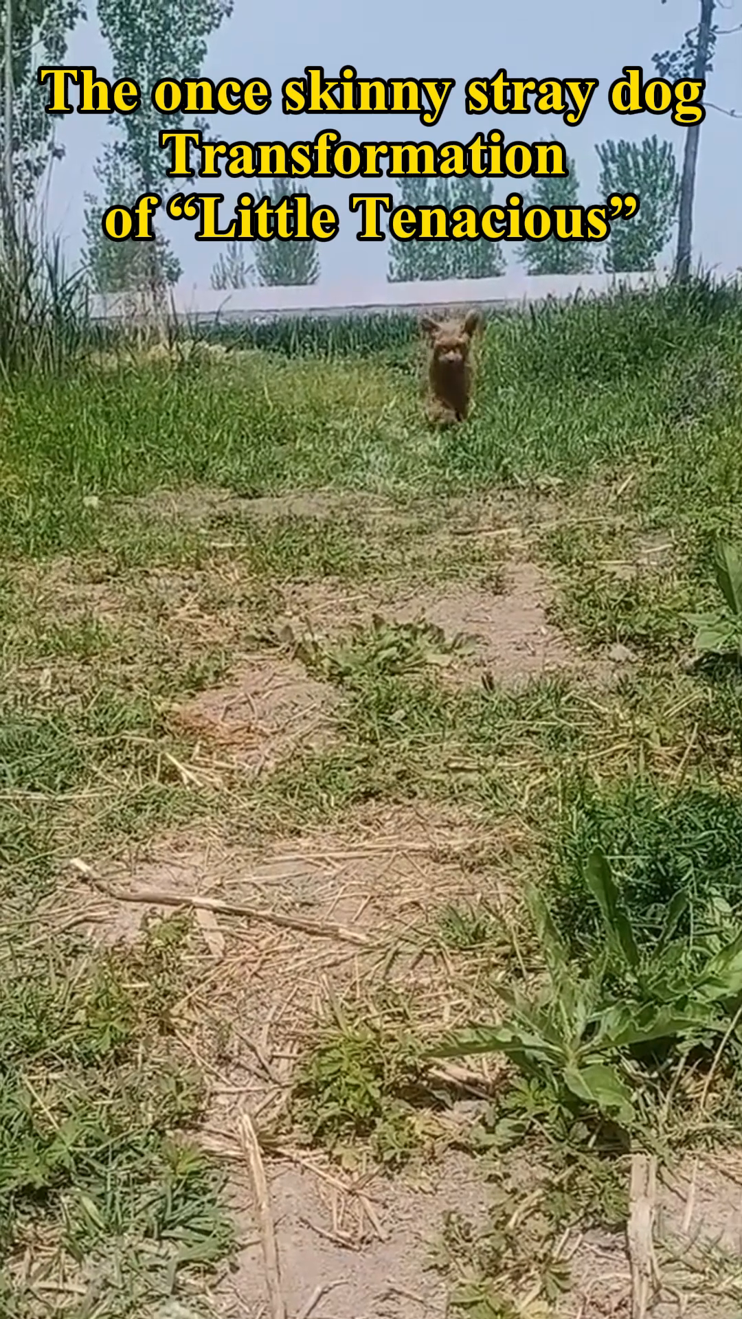 The rescued dog running playfully in a grassy field.