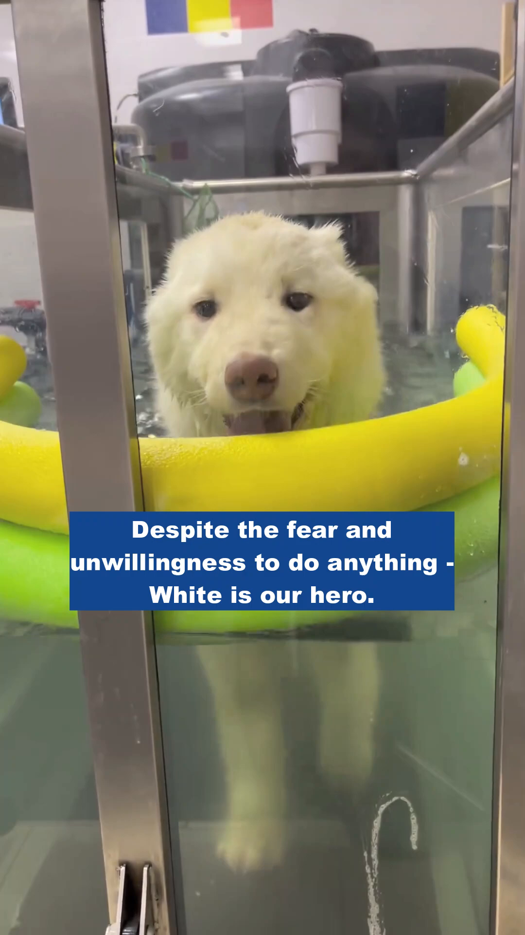 A white dog walking on a special textured mat during rehabilitation.