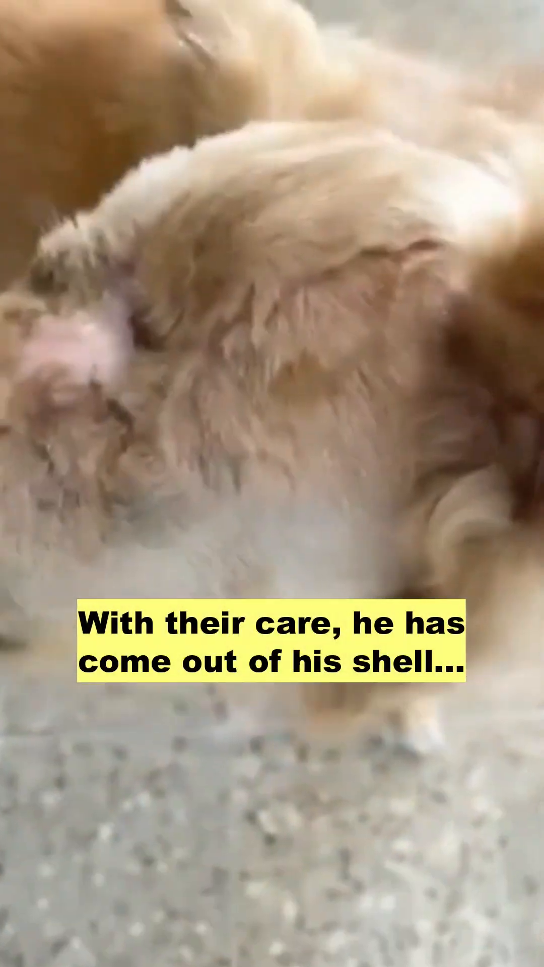A person gently petting Bruno's head, showing a moment of connection and care.
