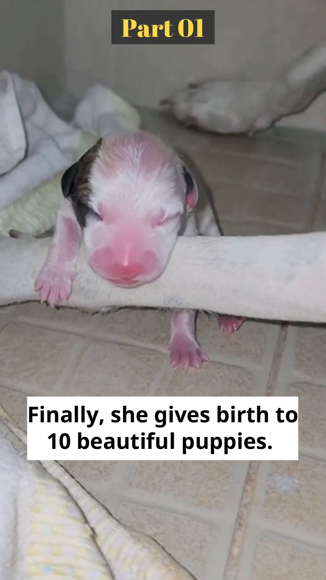 A newborn puppy with pink skin and closed eyes rests on a white blanket.