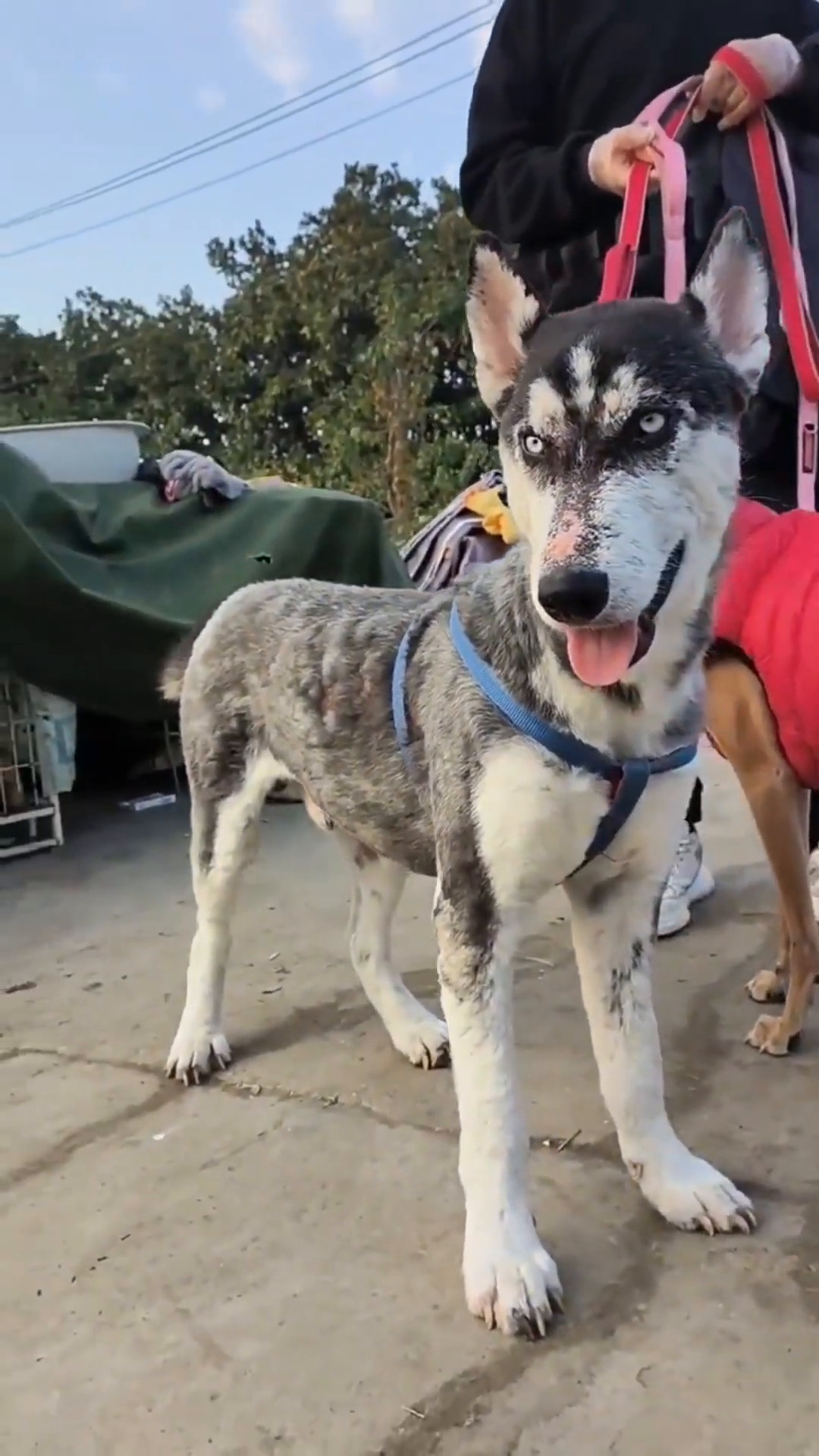The dog, looking much healthier with brighter eyes, wearing a blue harness.