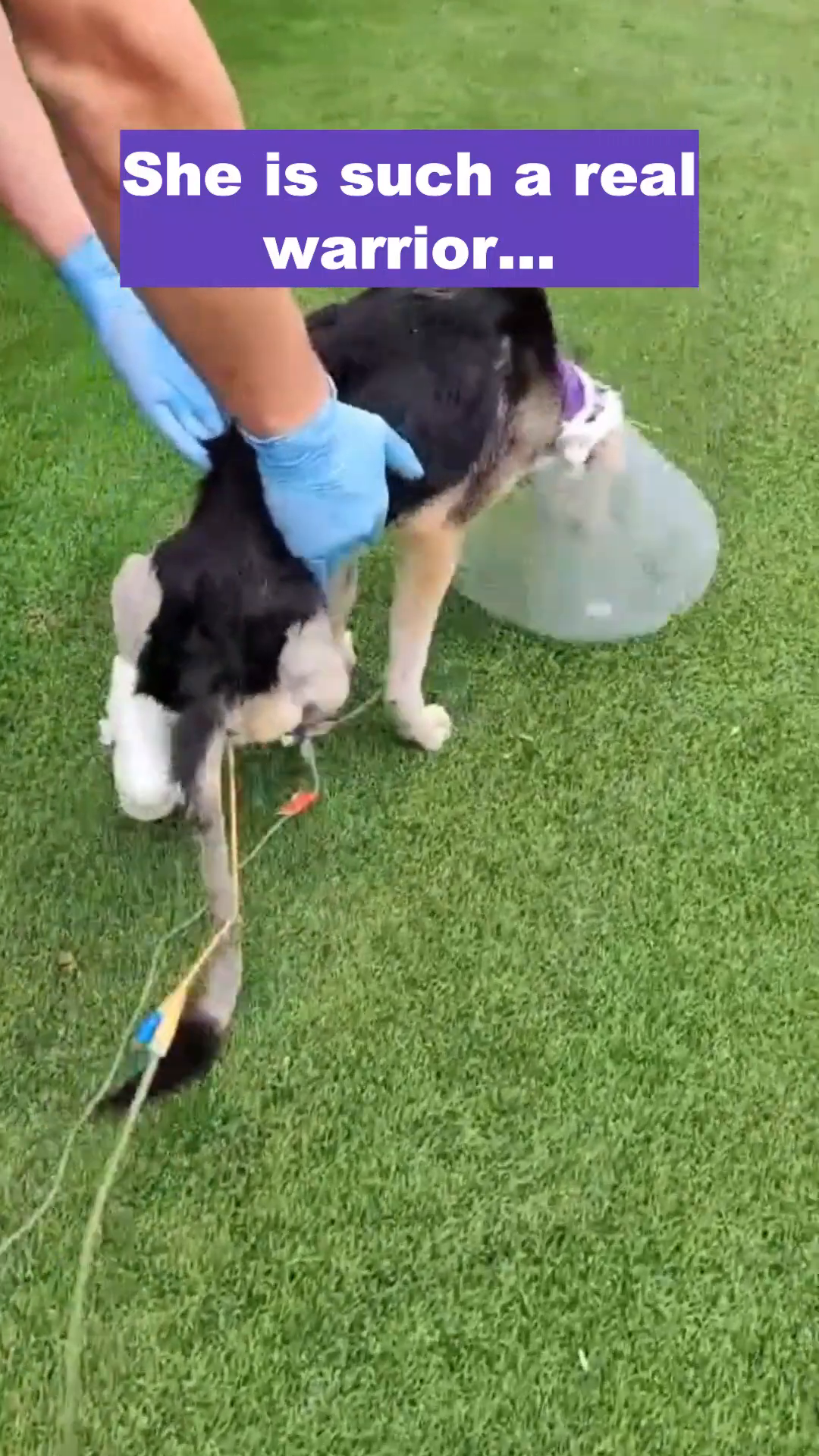 Riga, now recovering, shows a spark of life and curiosity despite her missing leg.
