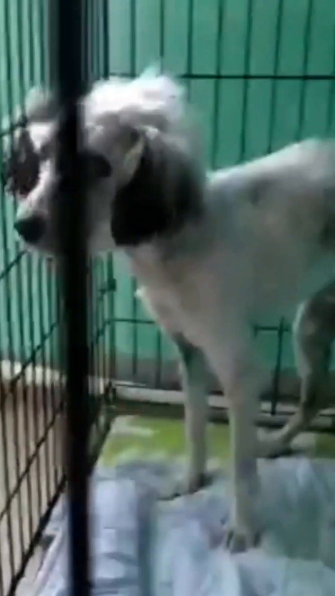 Roxy, now cleaner and in a cage, looks frail but is receiving care.