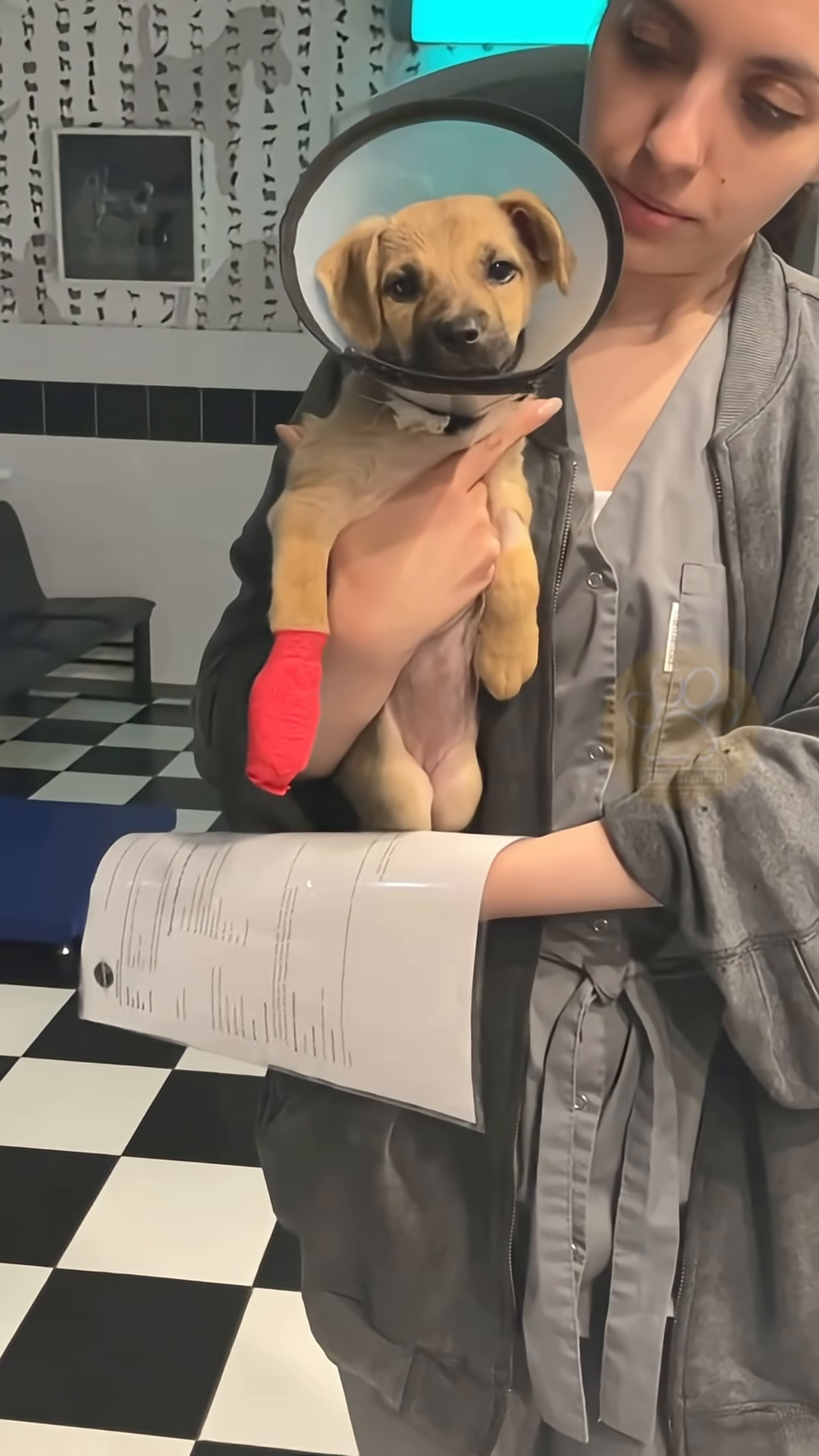 Two puppies cuddling together on a soft bed, one with a bandaged paw.