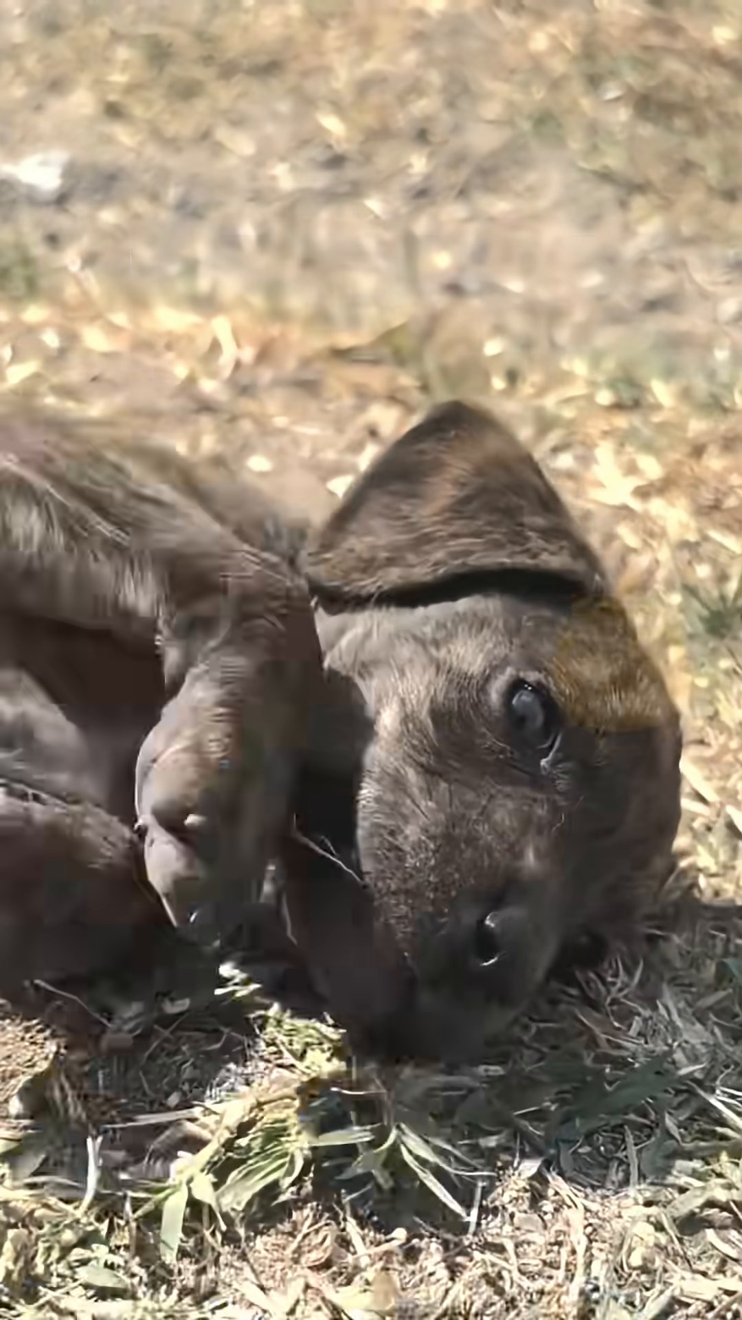 A puppy looking healthy and content, symbolizing hope for the future.
