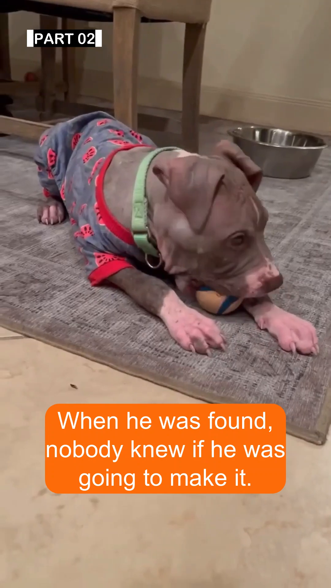 Bentley, looking much healthier and happier, plays with a ball while wearing a colorful onesie.