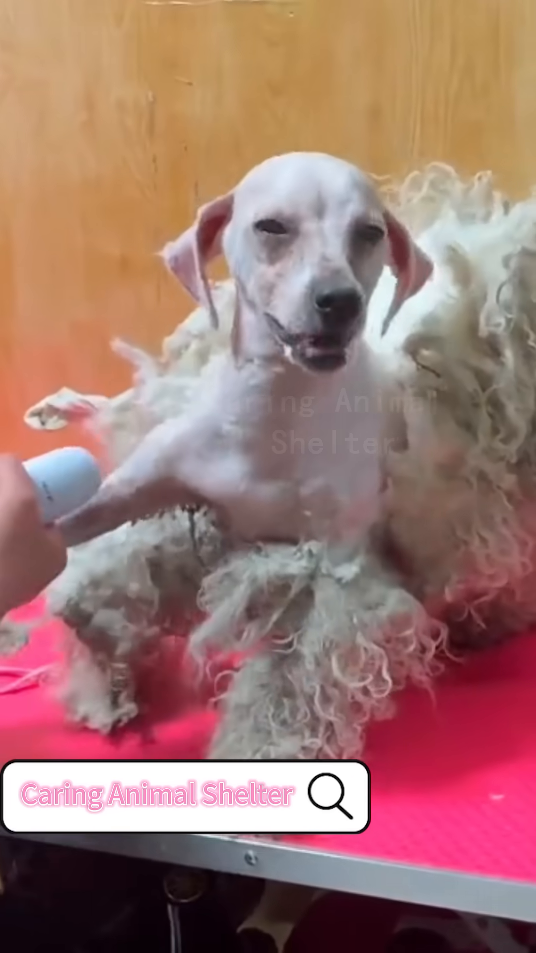 The dog is eating from a bowl, looking more relaxed.