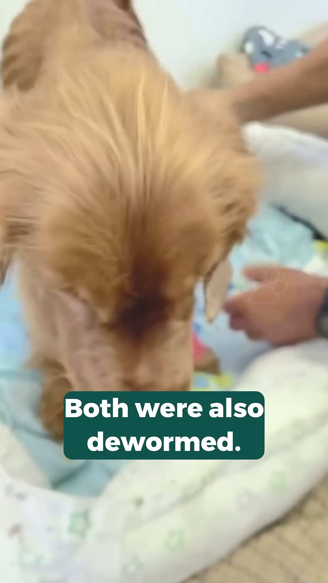 A dog looking up with hopeful eyes, being gently petted.