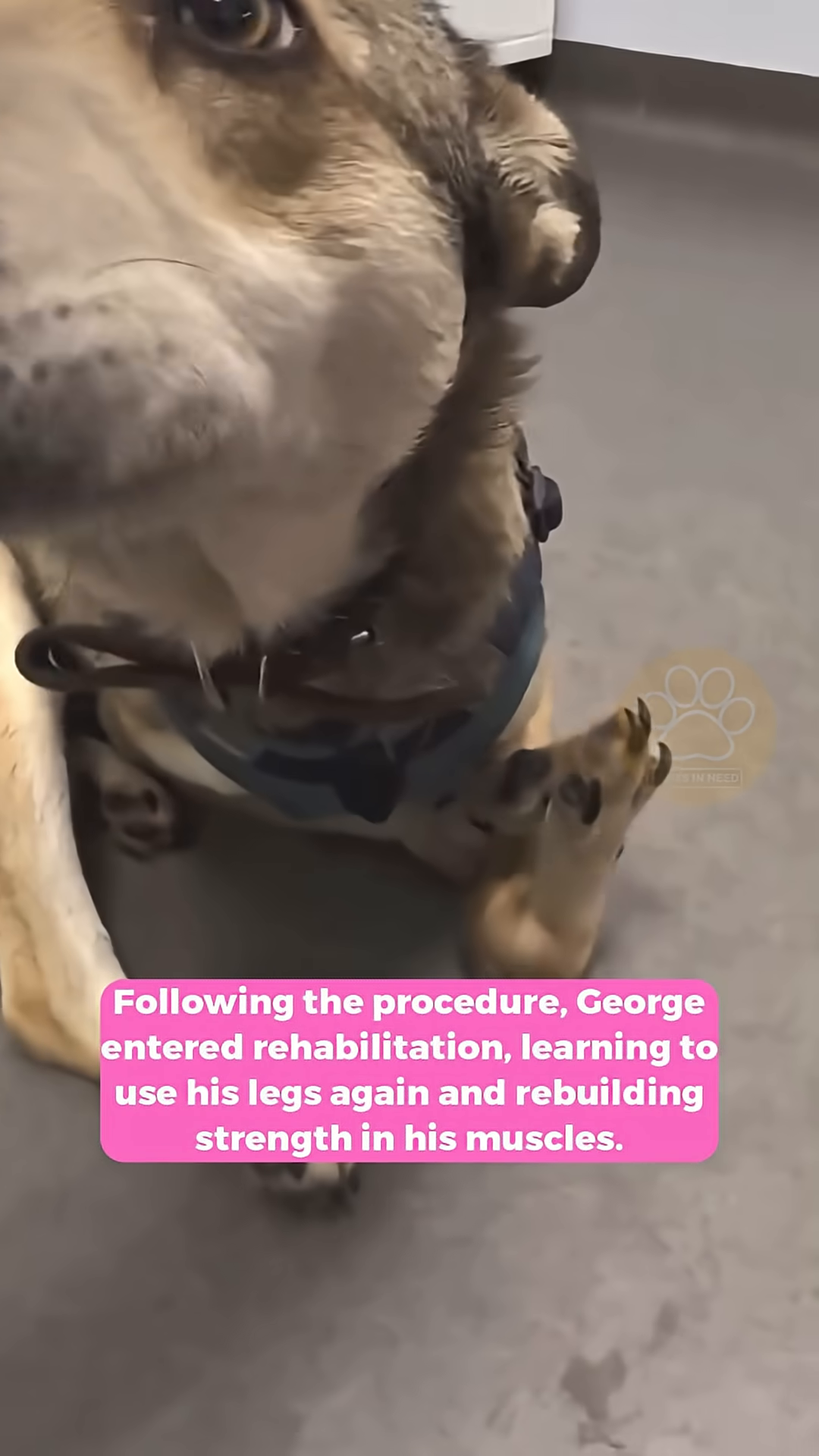 George in his custom wheelchair, moving forward with determination.