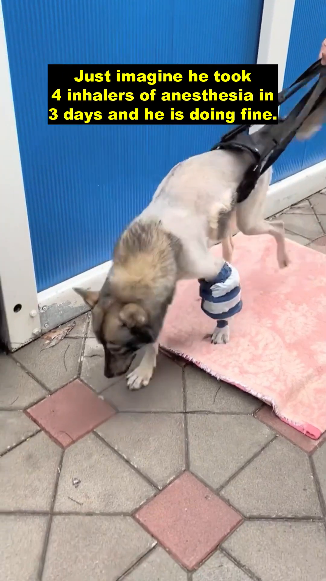 Spike being supported by a harness as he walks with the help of a veterinarian.