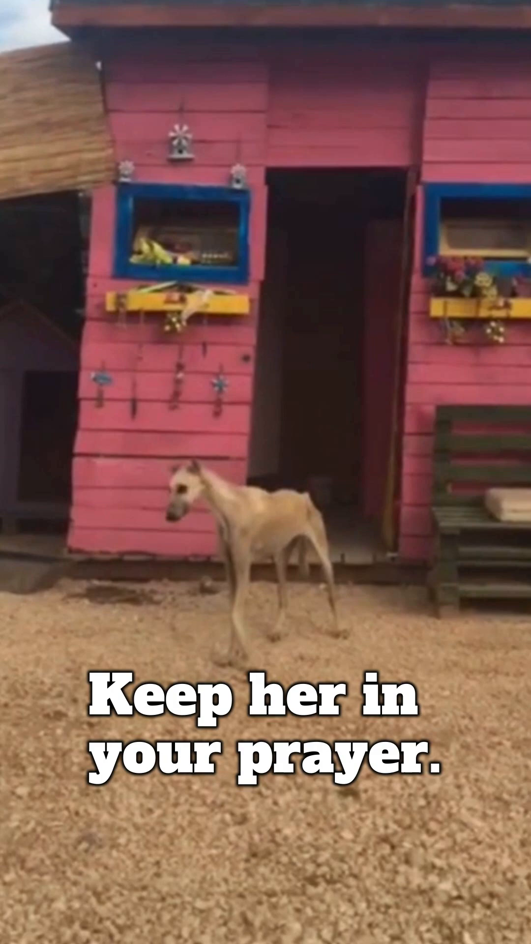 The dog stands, looking towards the camera, a symbol of resilience.
