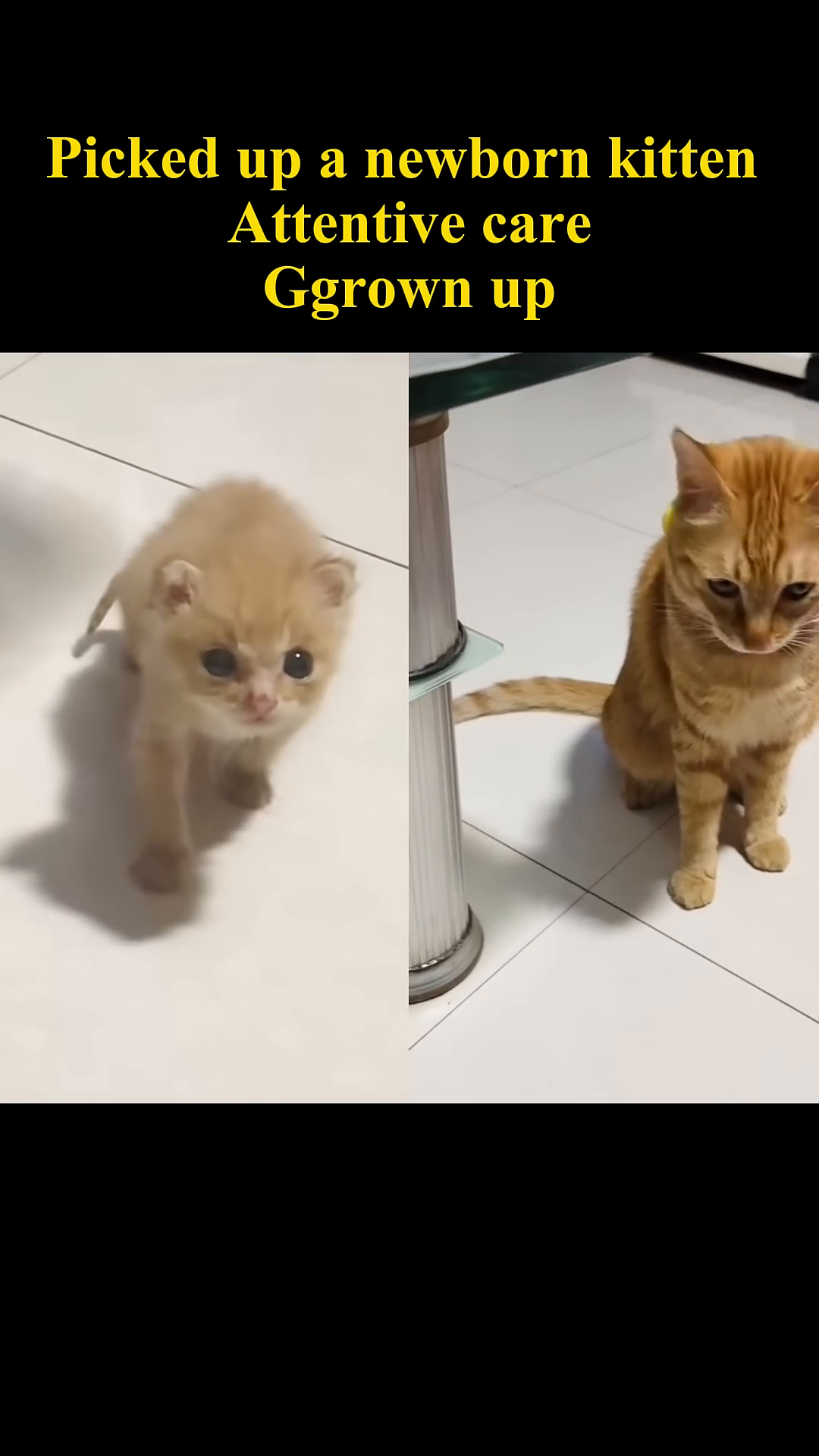 A split image shows the kitten as a tiny infant on the left and a larger, playful cat on the right.