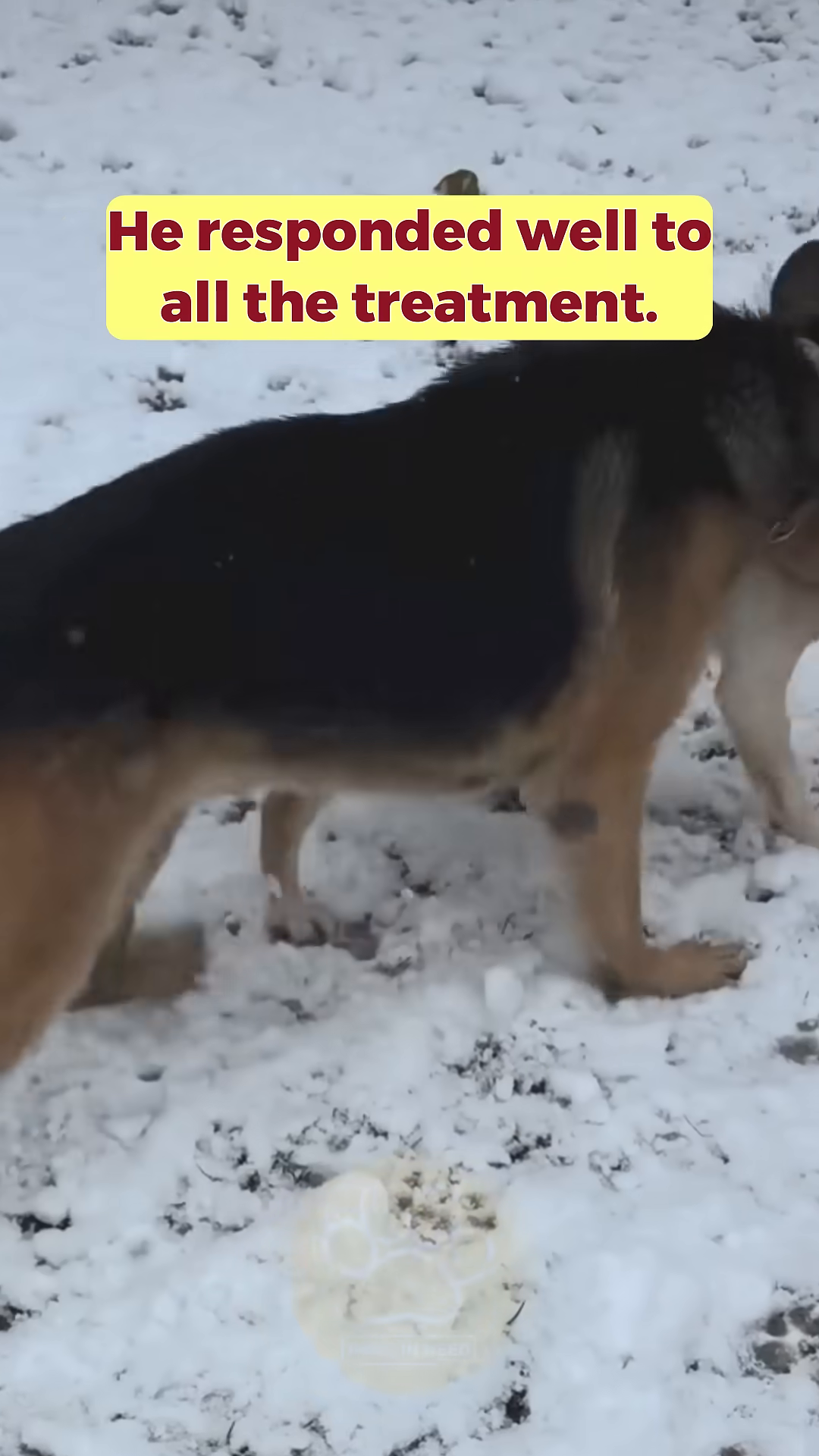 Jacky playing in the snow, showing signs of recovery.