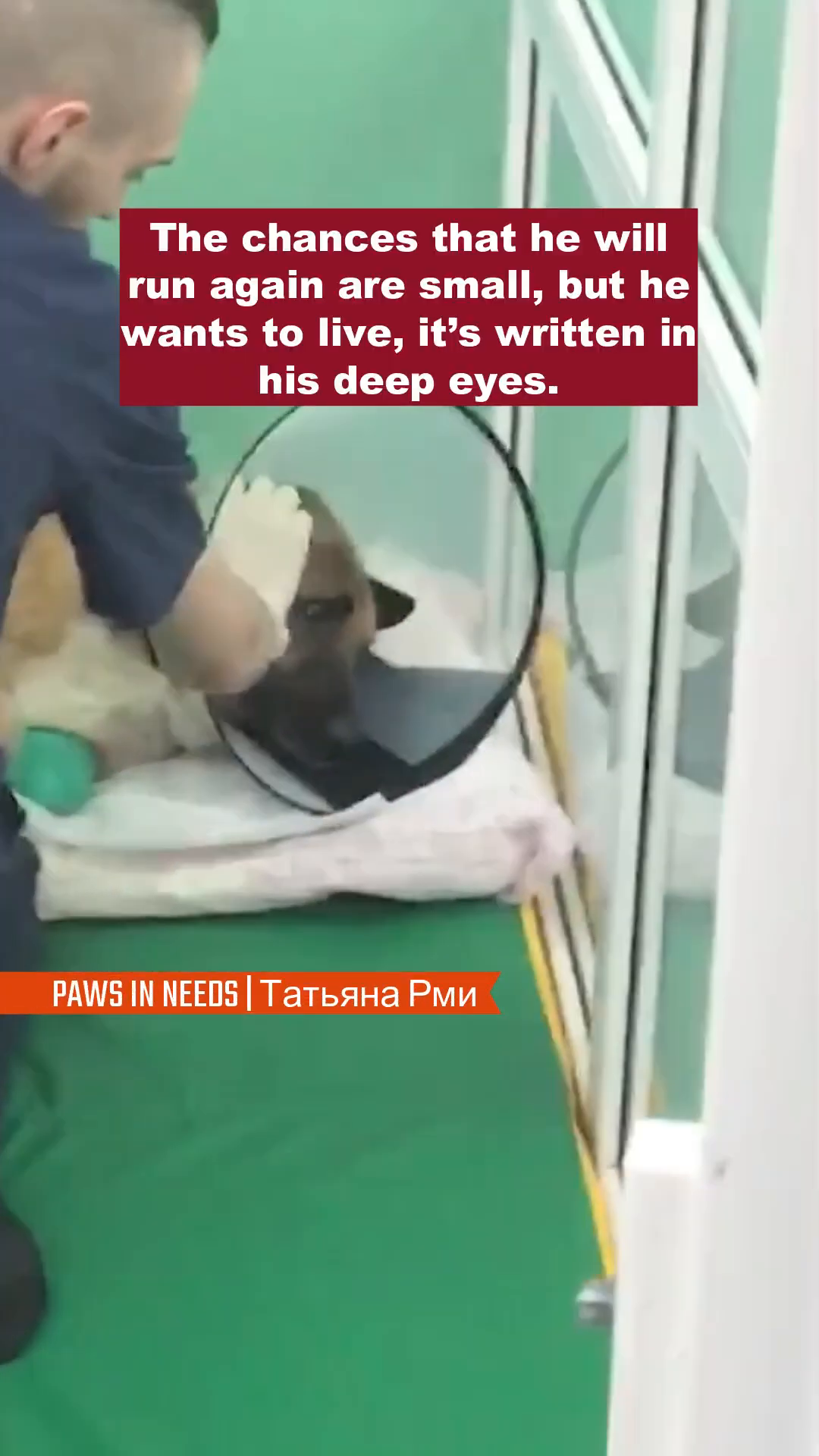 A dog with a cone collar looks directly at the camera with sad eyes.