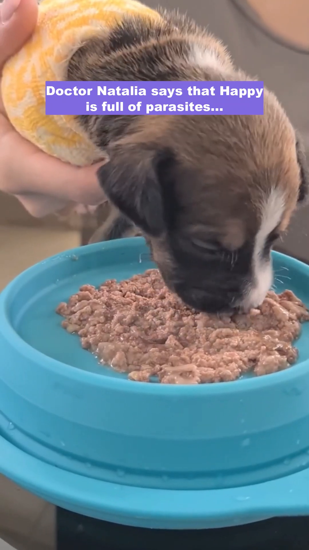 A small puppy with a bandage is eating wet food from a blue bowl.