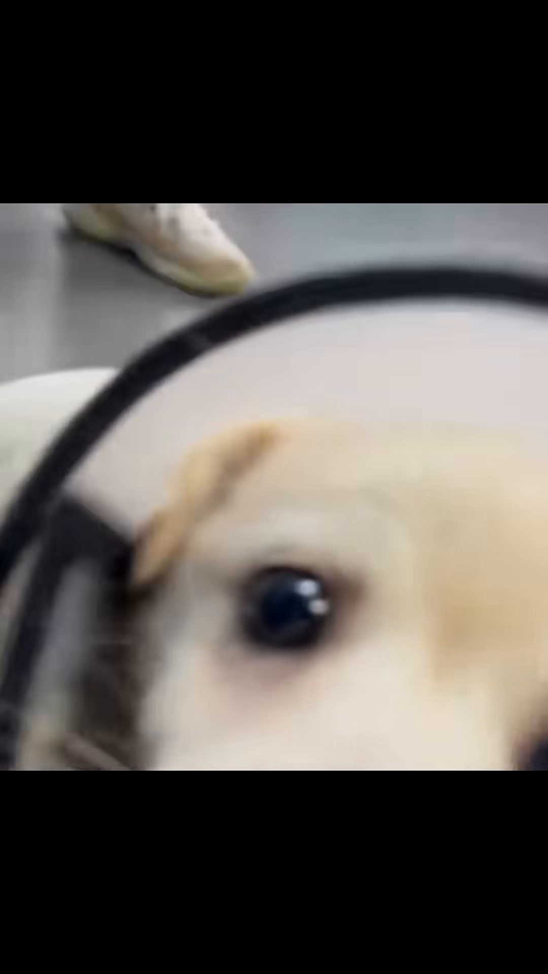 A small puppy wearing a protective cone collar walks cautiously.