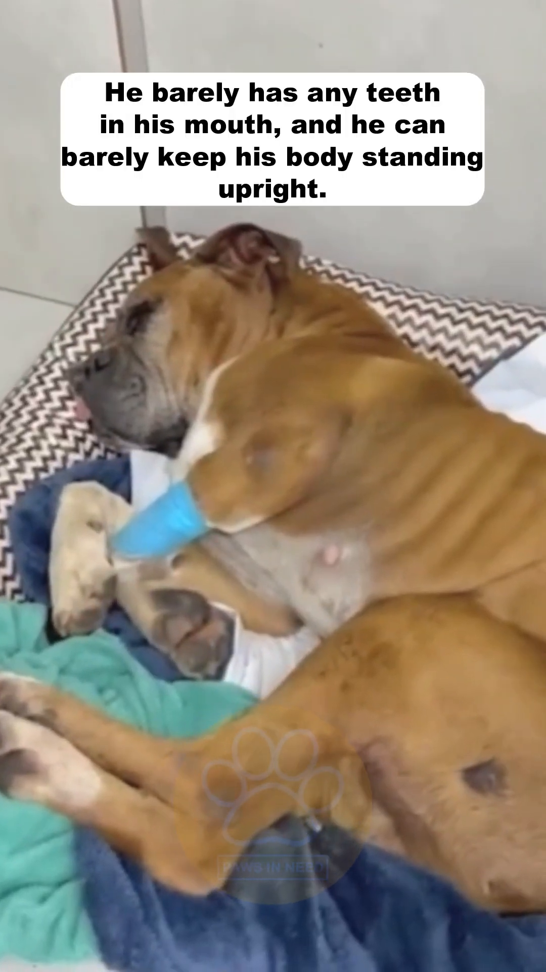 A boxer dog lies on a bed, with a blue bandage on its leg, looking very weak and tired.