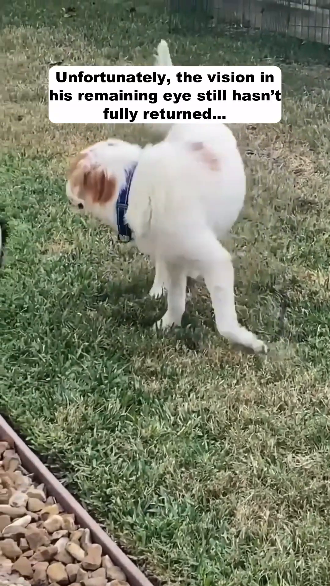 A white and brown dog standing in a grassy yard, looking alert.