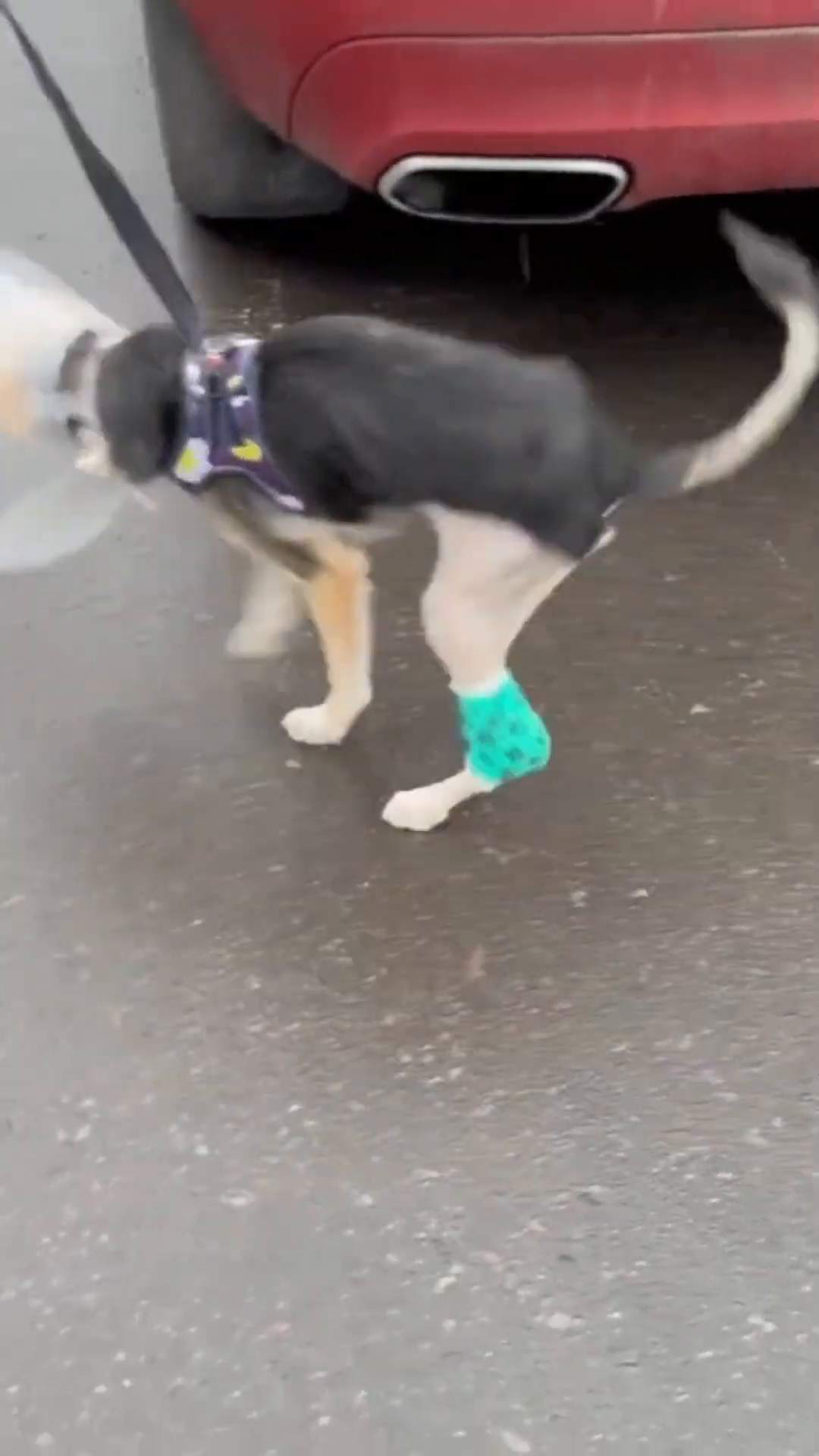 A dog sitting, looking alert and strong despite its injuries.