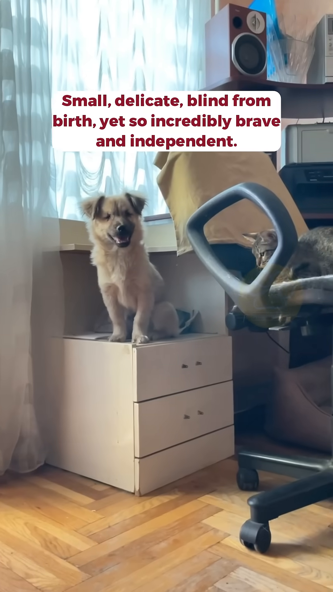 A light-colored puppy sits on a low cabinet, looking alert and happy.