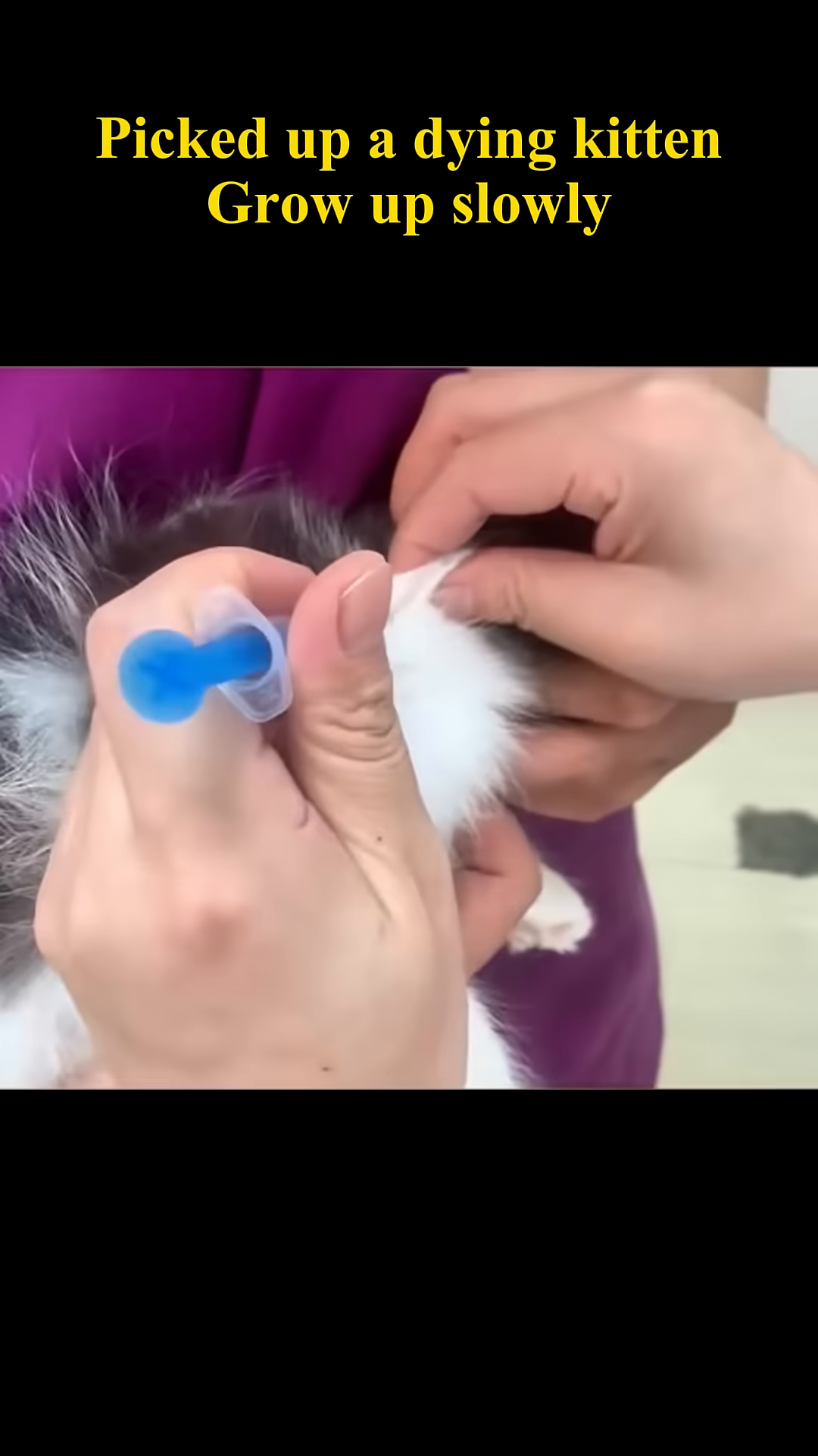 A black and white kitten energetically playing with a toy, looking lively and healthy.