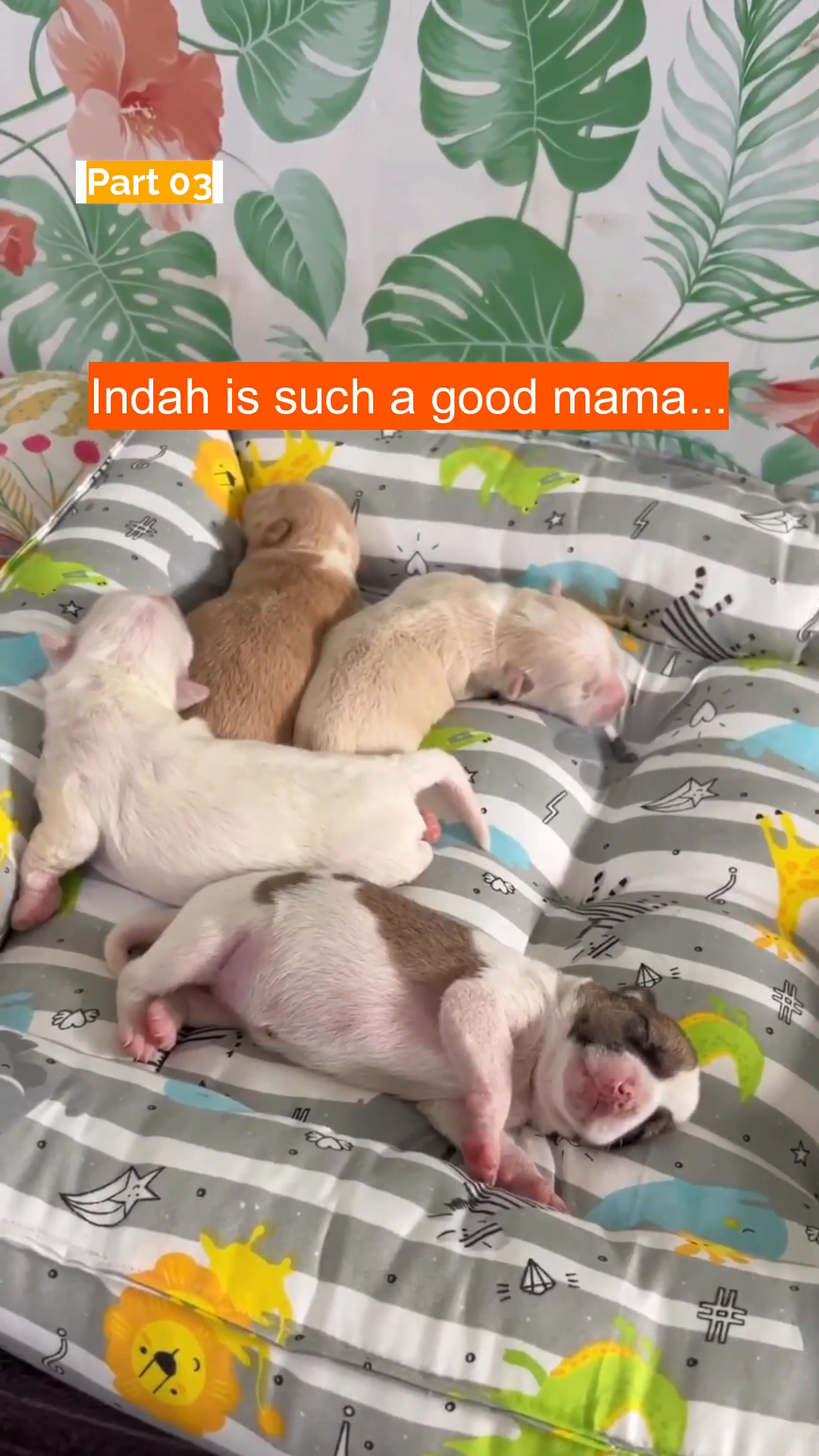 A woman shares a tender moment with the mama dog, stroking her head.