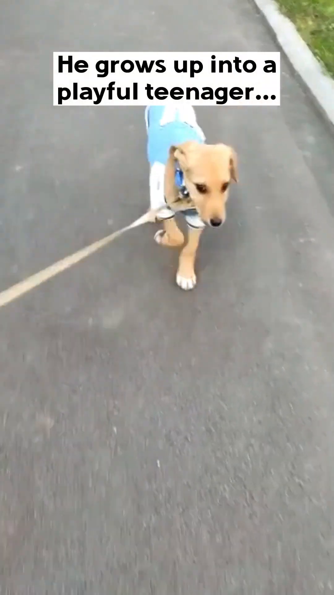 A puppy wearing a blue and white shirt trots happily on a leash, looking alert and energetic.