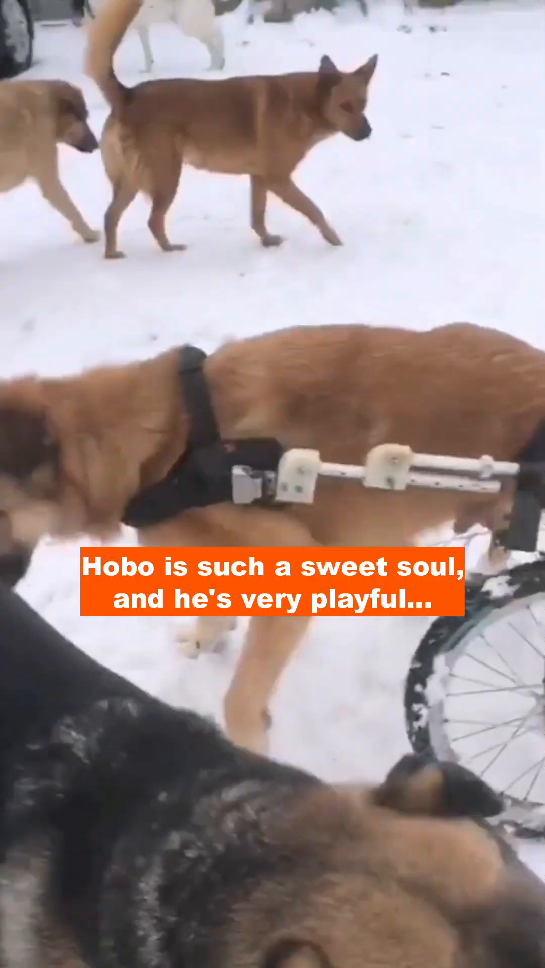 Several dogs are interacting in the snow, with one dog in a wheelchair in the foreground.