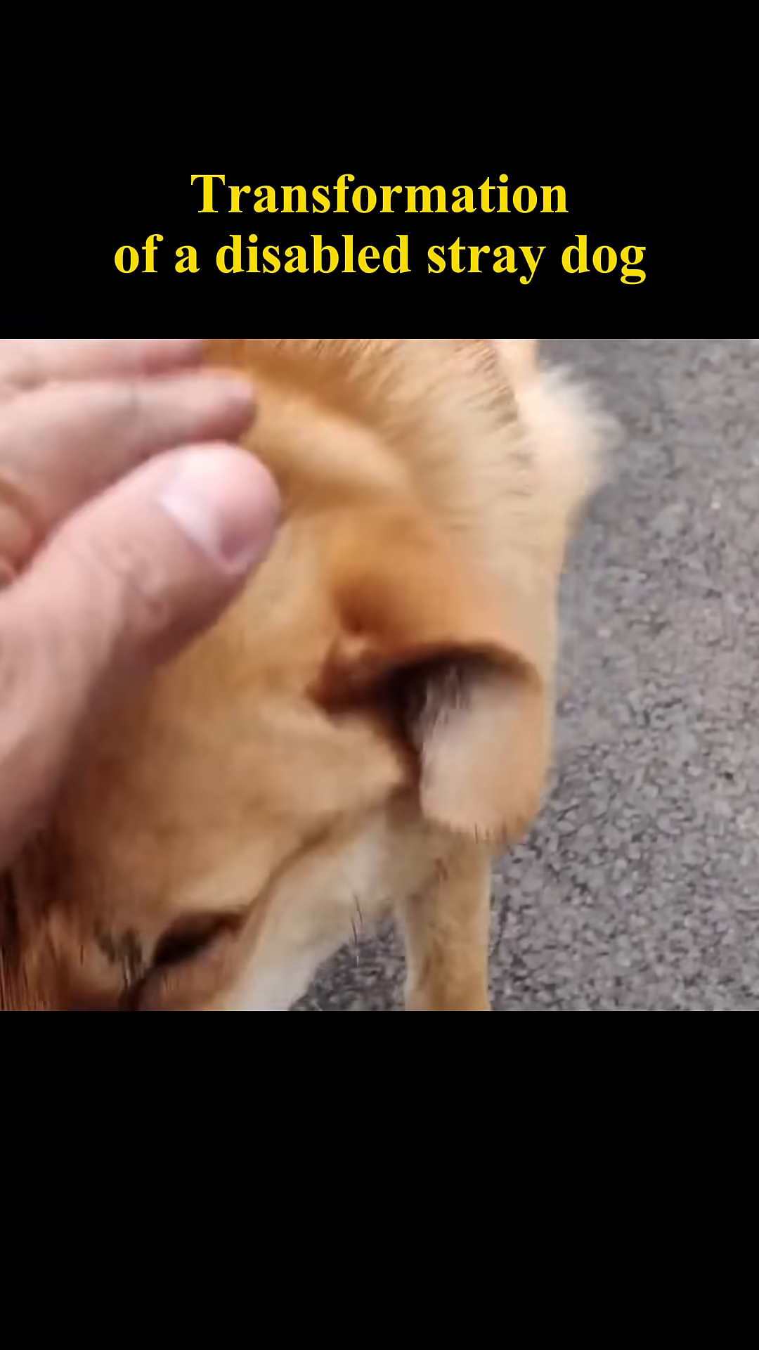 The dog looks directly at the camera with a hopeful expression.