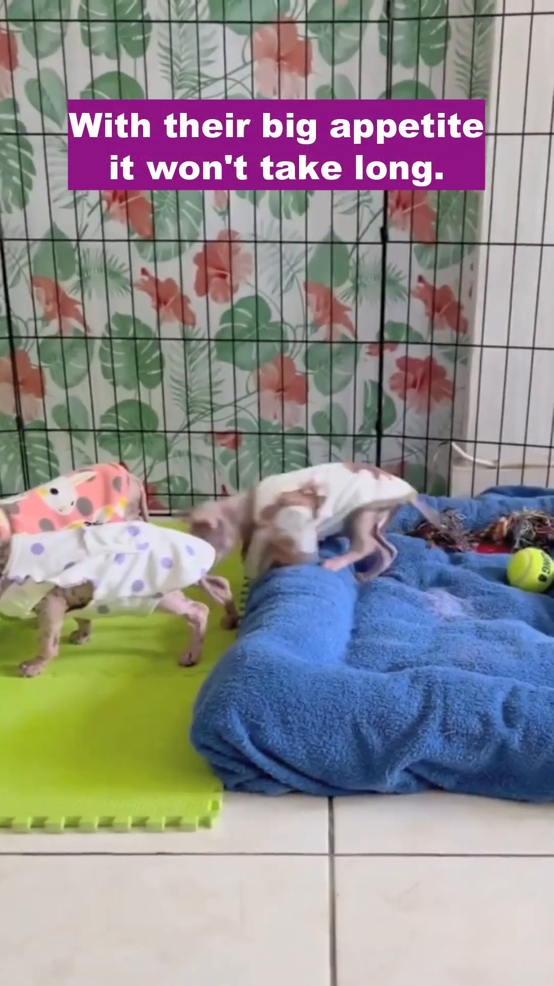 The puppies eagerly eat from their food bowls, showcasing their renewed energy.