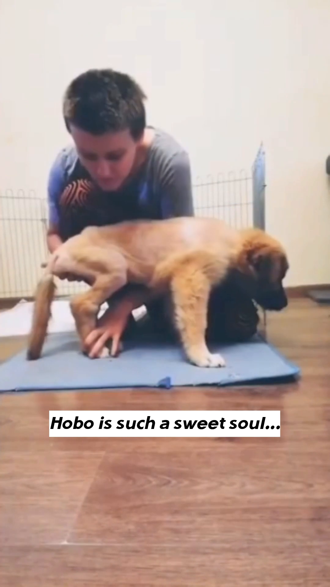 A person gently holding and supporting a puppy that is struggling to stand, showing care and patience.