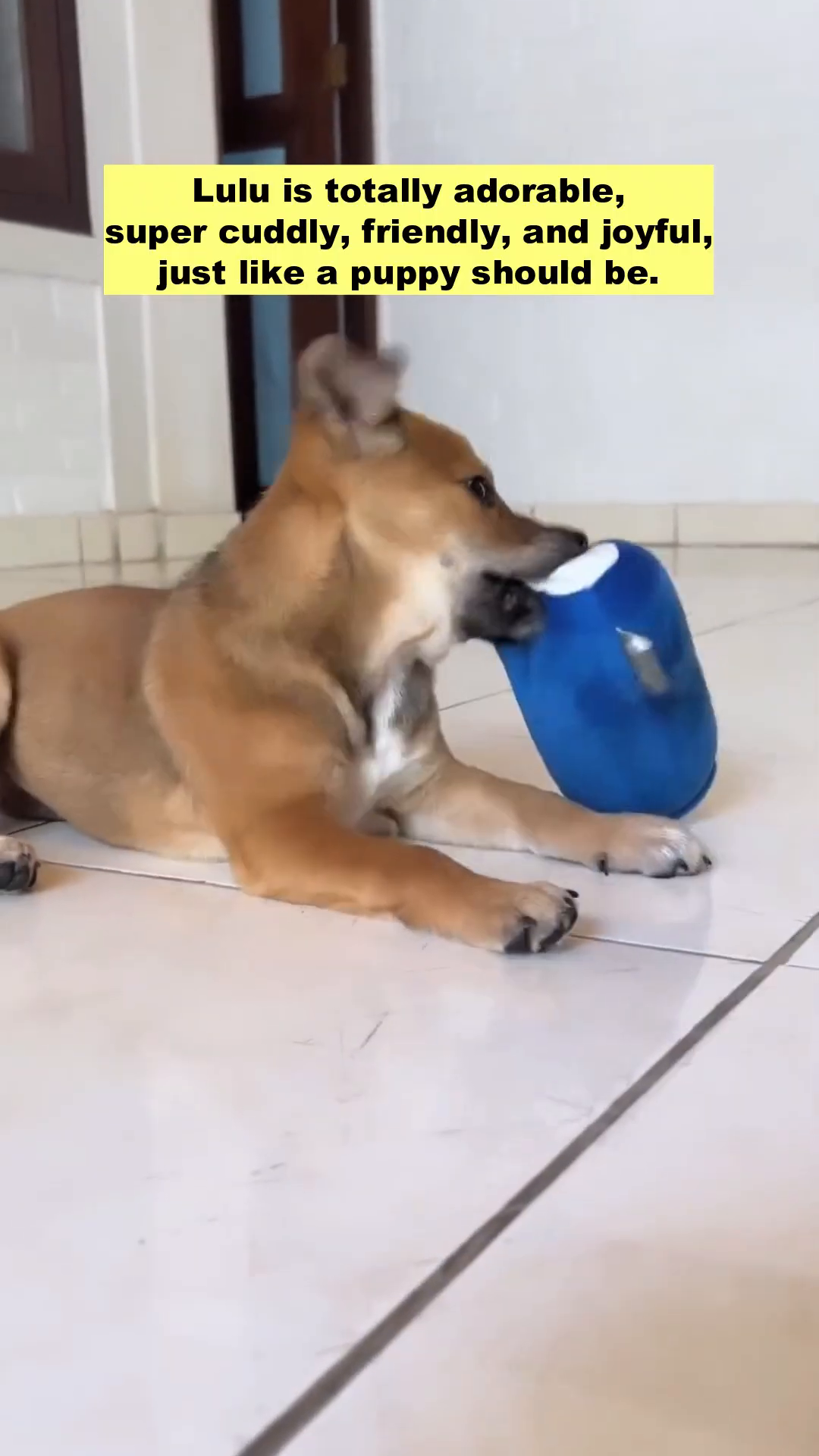 A small brown puppy is playfully chewing on a blue plush toy shaped like a soda can.