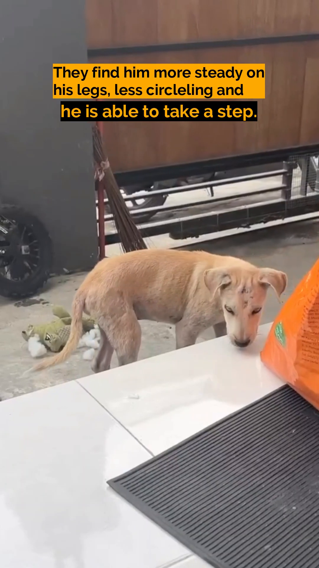 The puppy is seen walking, appearing more steady on his legs, exploring his surroundings.