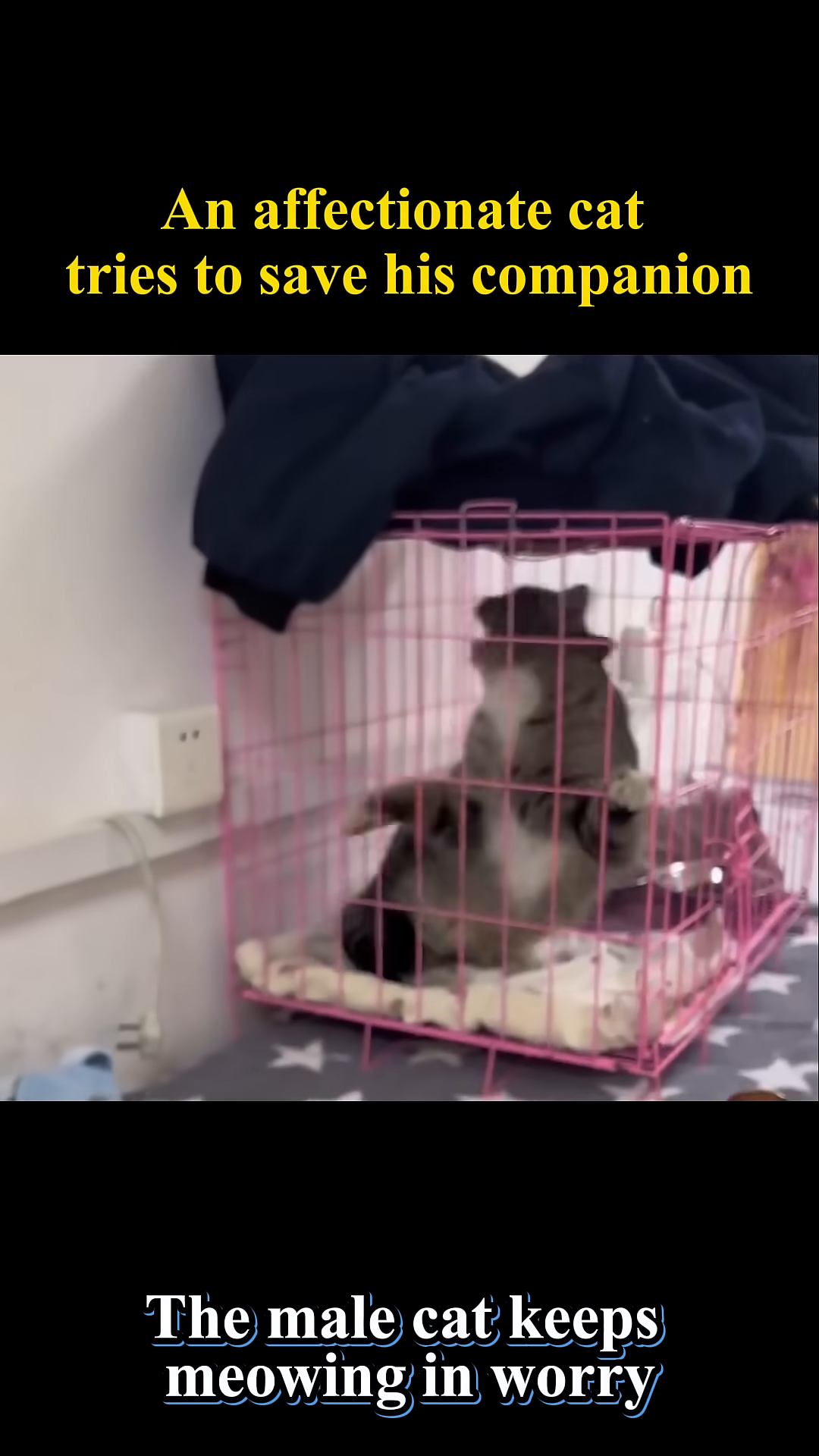 A tabby cat in a cage meowing anxiously.