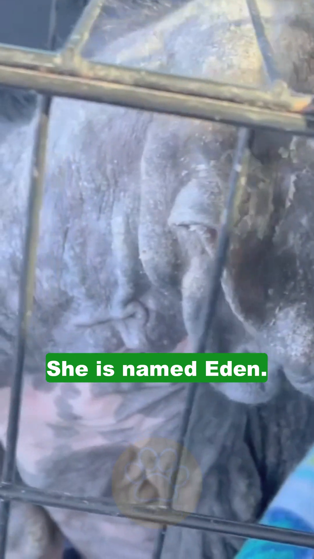 Eden, wearing a purple shirt, lies curled up on the grass, looking withdrawn.