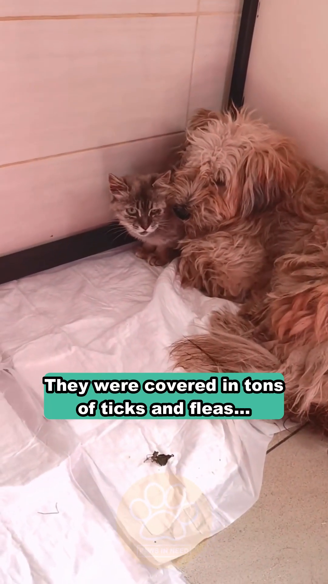 The dog and cat are being examined by a veterinarian in a clinic setting.
