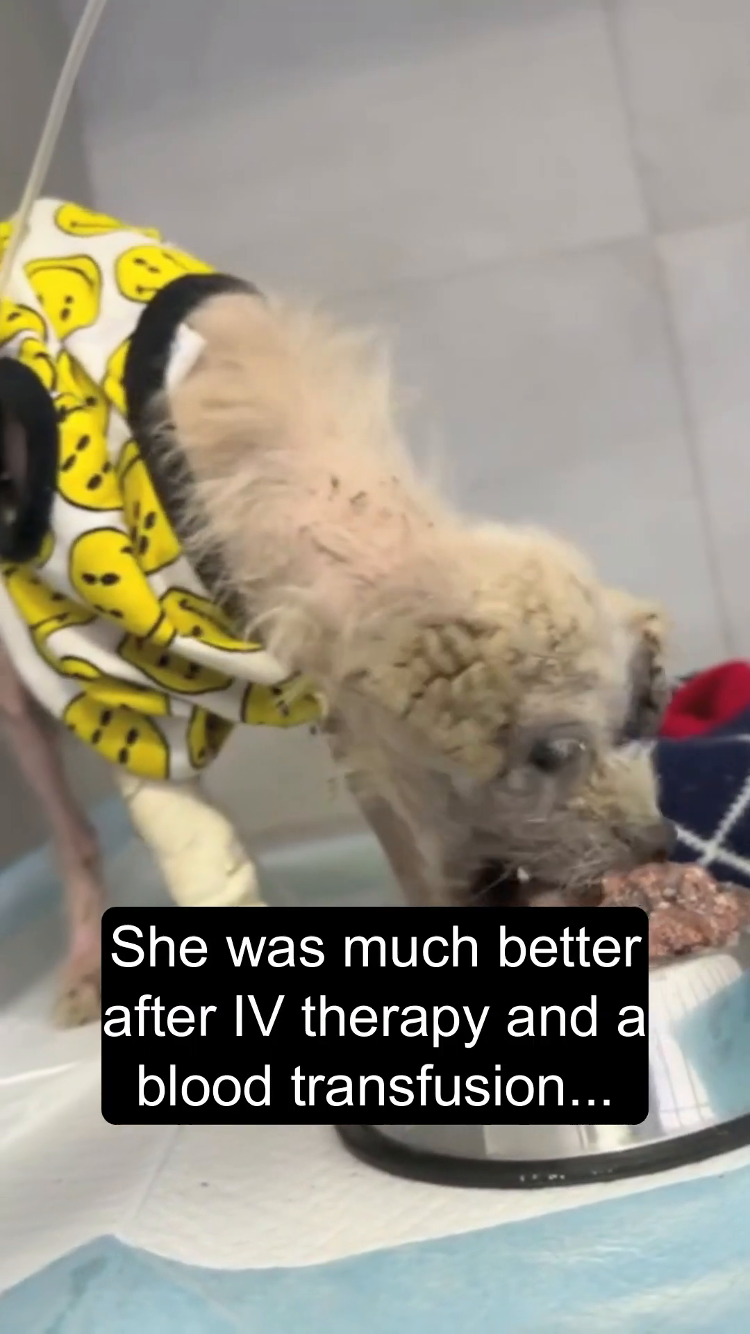 Tootie, wearing a smiley-face shirt, eating from a bowl after receiving medical treatment, looking slightly more alert.