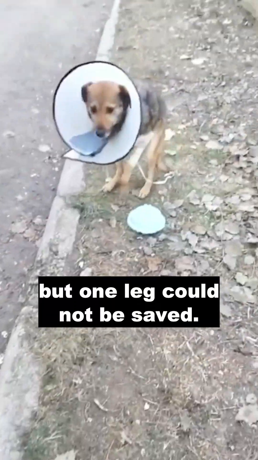 The dog, now with one front leg amputated, sits and looks around.
