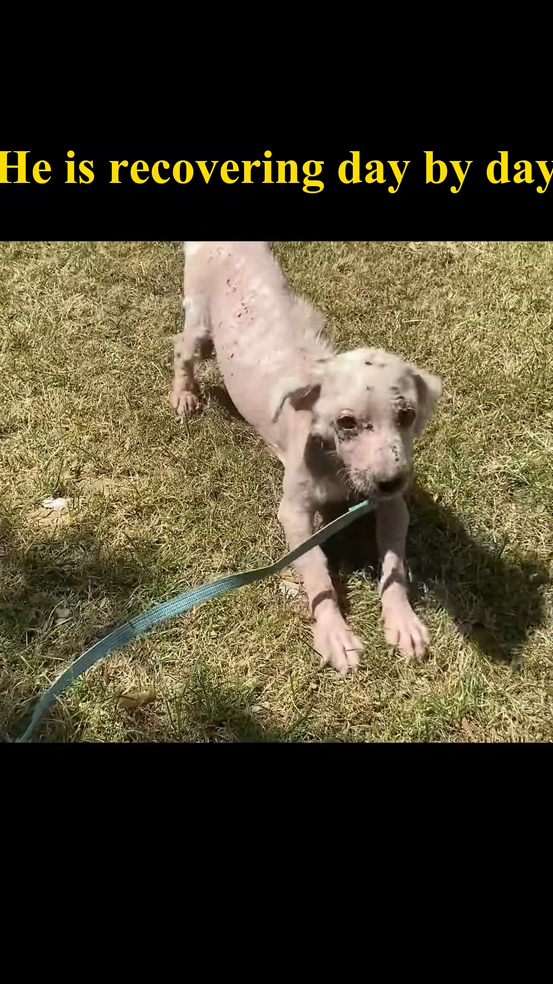 The dog, wearing a cone, walks on a leash in a grassy area, looking more alert.